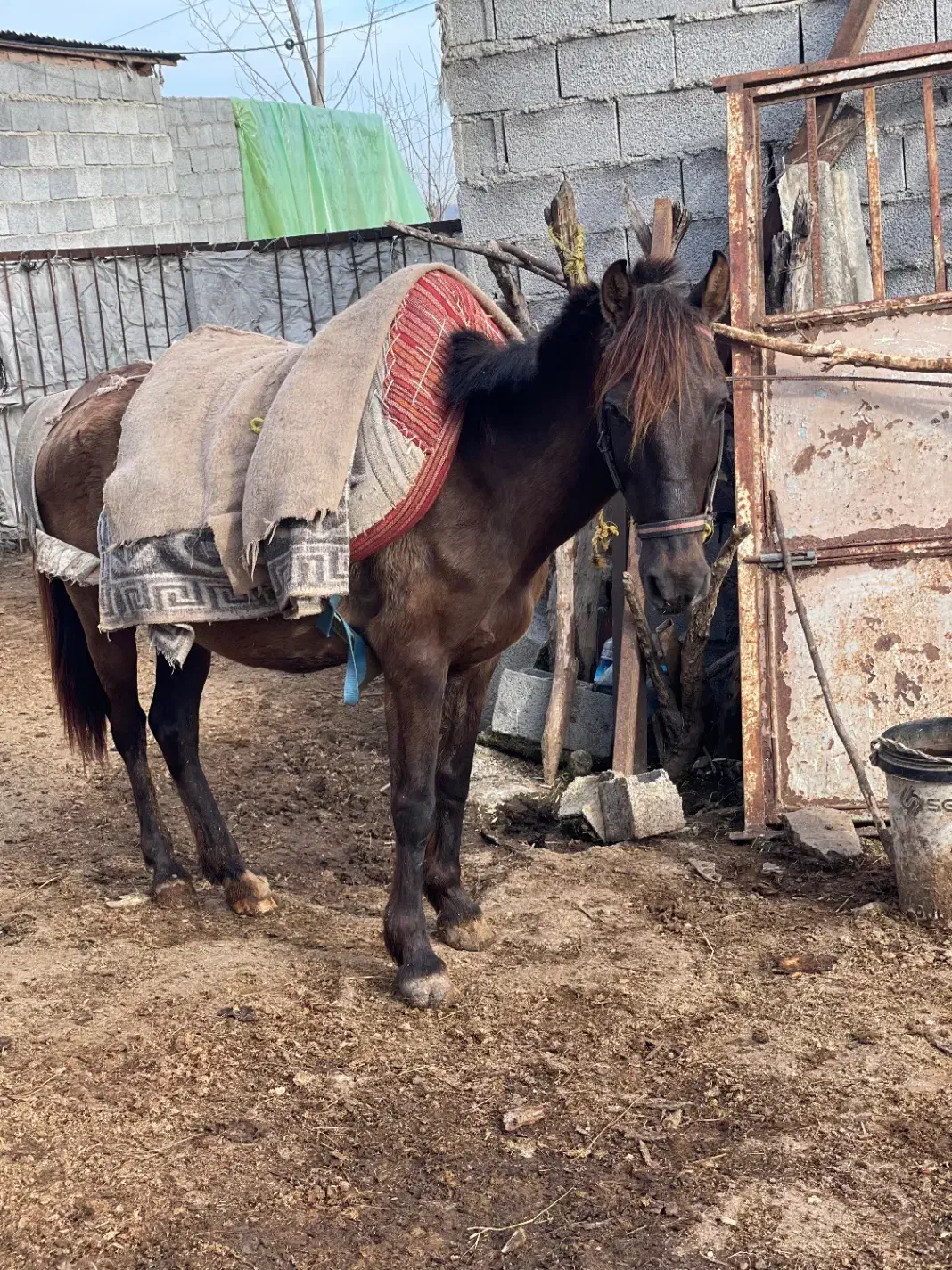 اسب|اسب و تجهیزات اسبسواری|چمستان, |دیوار