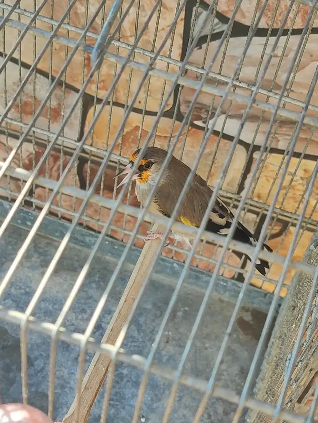 سهره دورگ|پرنده|بومهن, |دیوار