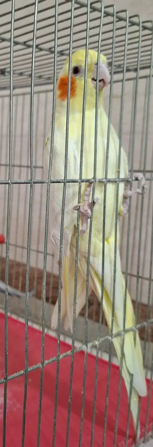 ماده لوتیتو مولد|پرنده|خمینیشهر, |دیوار