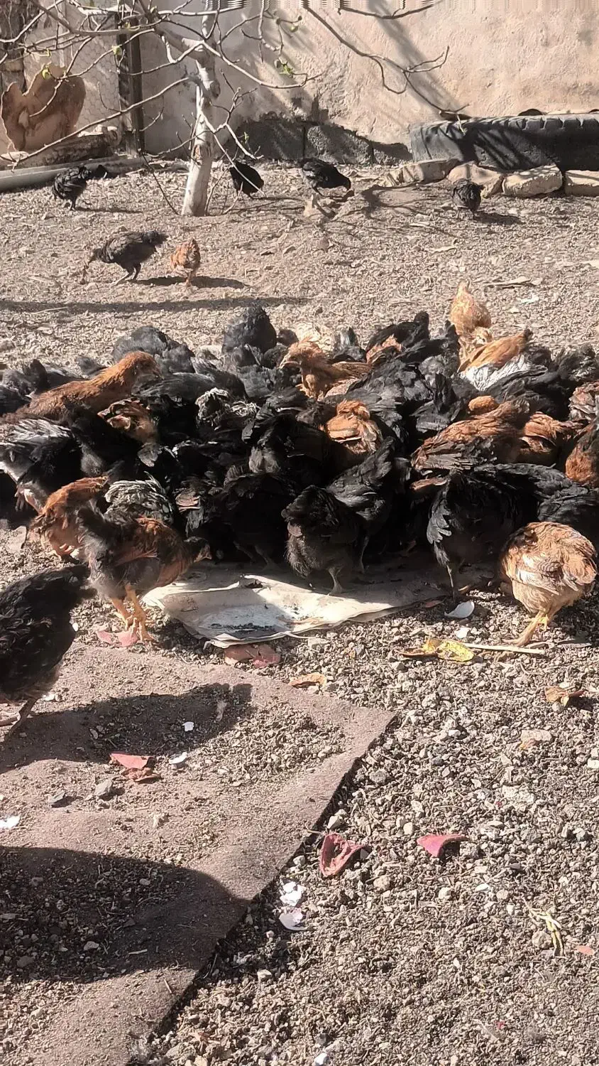 نیمچه ۷۵ روزه|حیوانات مزرعه|بومهن, |دیوار