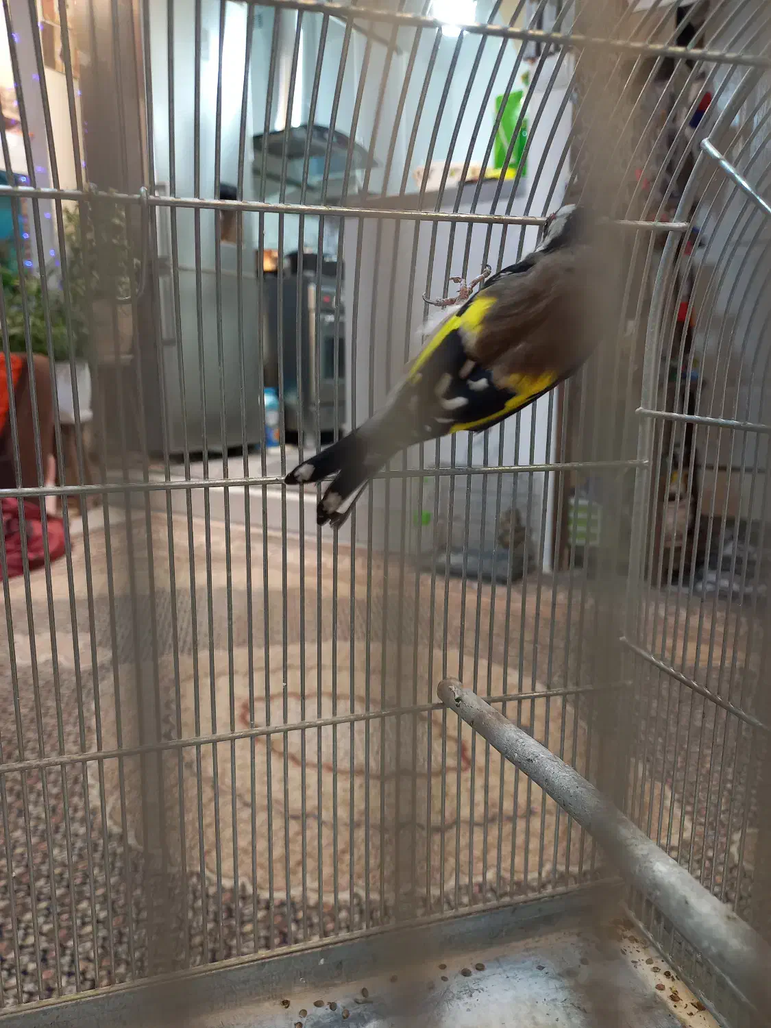 سره|پرنده|تهران, ارم|دیوار