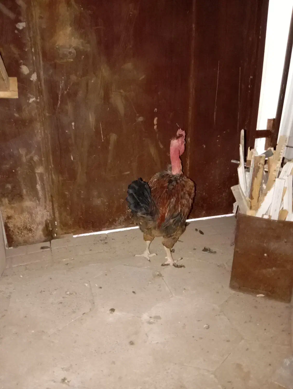 خروس گردن لخت|حیوانات مزرعه|مشهد, باغ فراگرد|دیوار