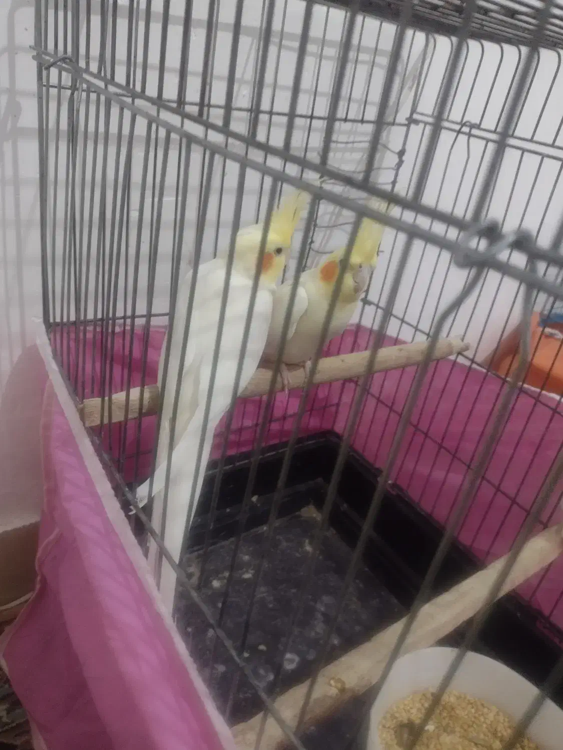 یک جفت عروس هلندی صددرصد مولد تضمینی 4 تخم|پرنده|بومهن, |دیوار