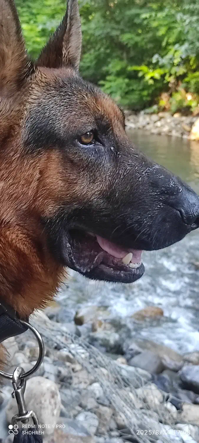 گمشده|حیوانات|سیاهکل, |دیوار