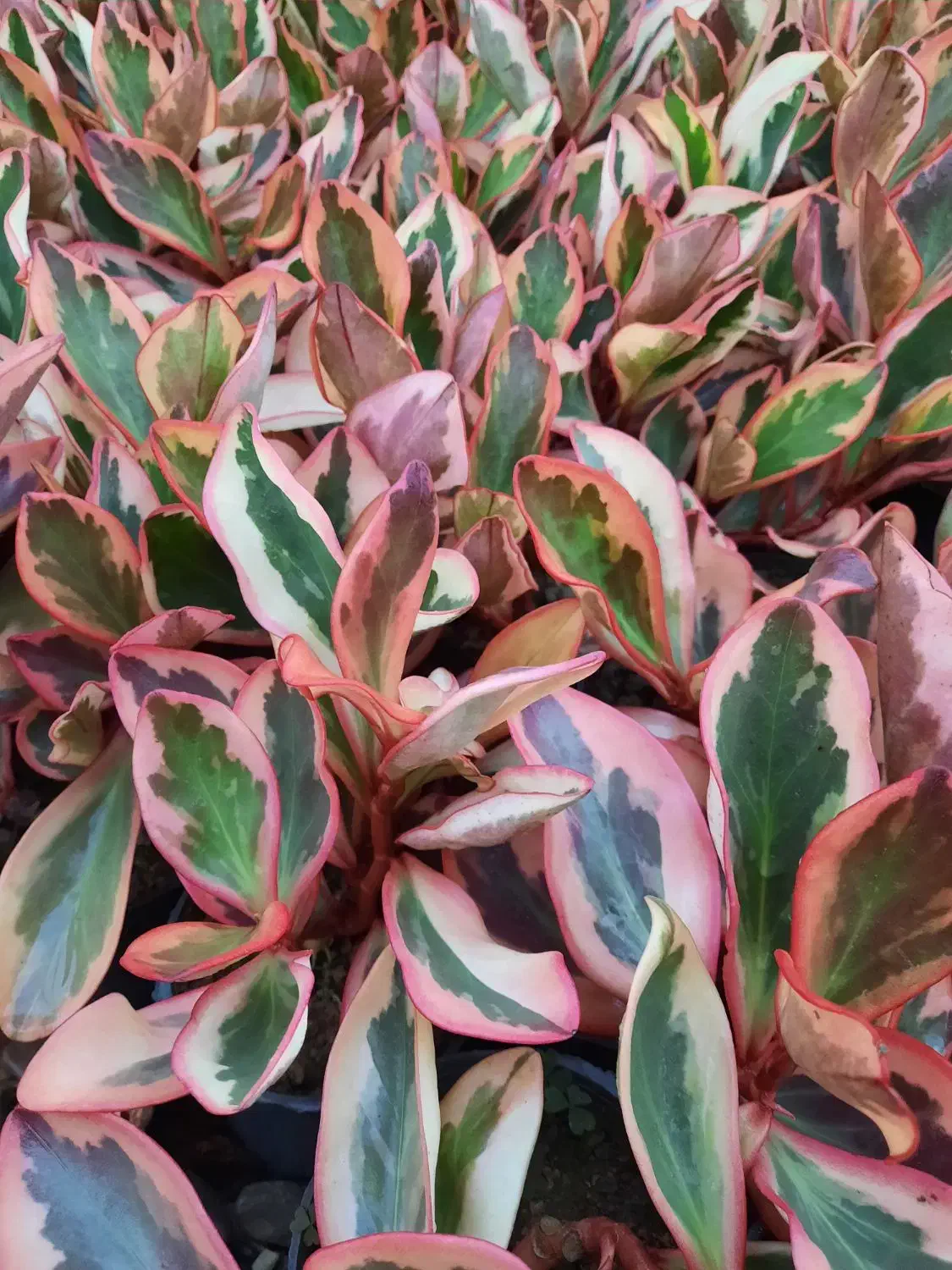 قاشقی لب ماتیکی|گل و گیاه طبیعی|محلات, |دیوار