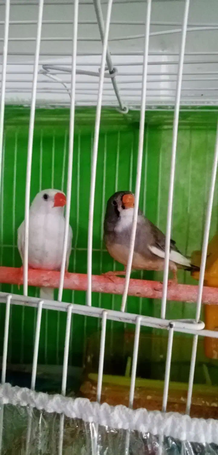 3عدد فنچ بالغ با قفس ولوازم|پرنده|مشهد, انقلاب|دیوار