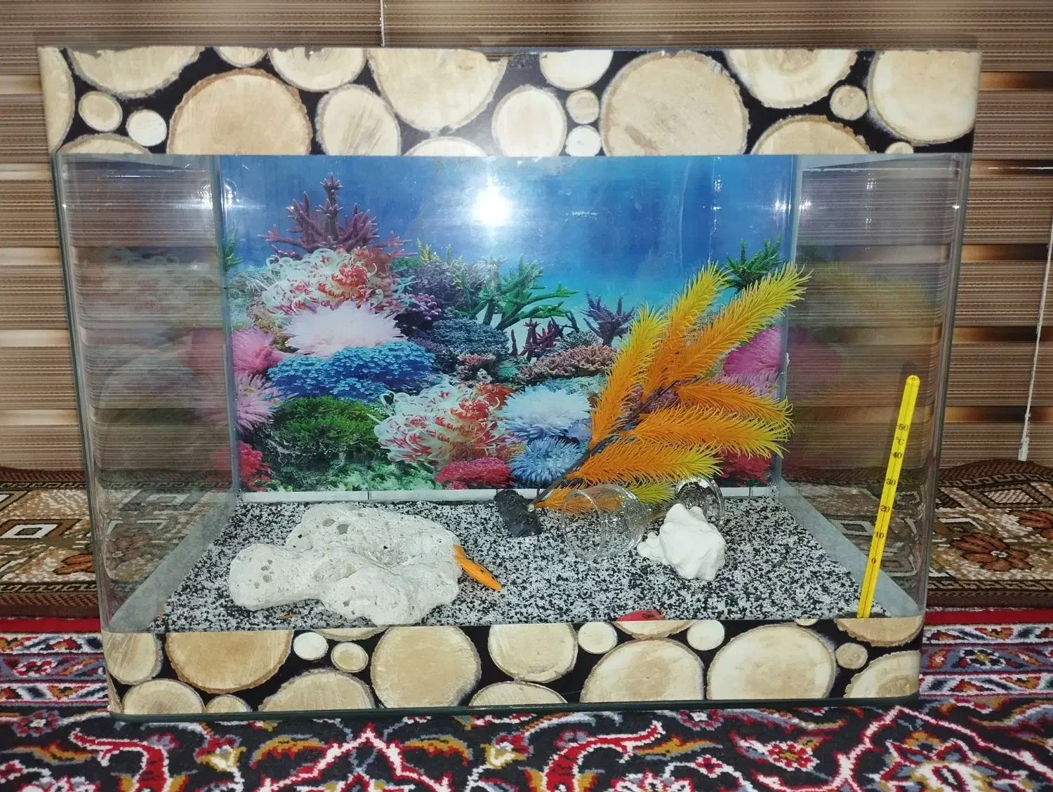 اکواریوم شیشه خم|ماهی|رباط‌کریم, شترخوار|دیوار