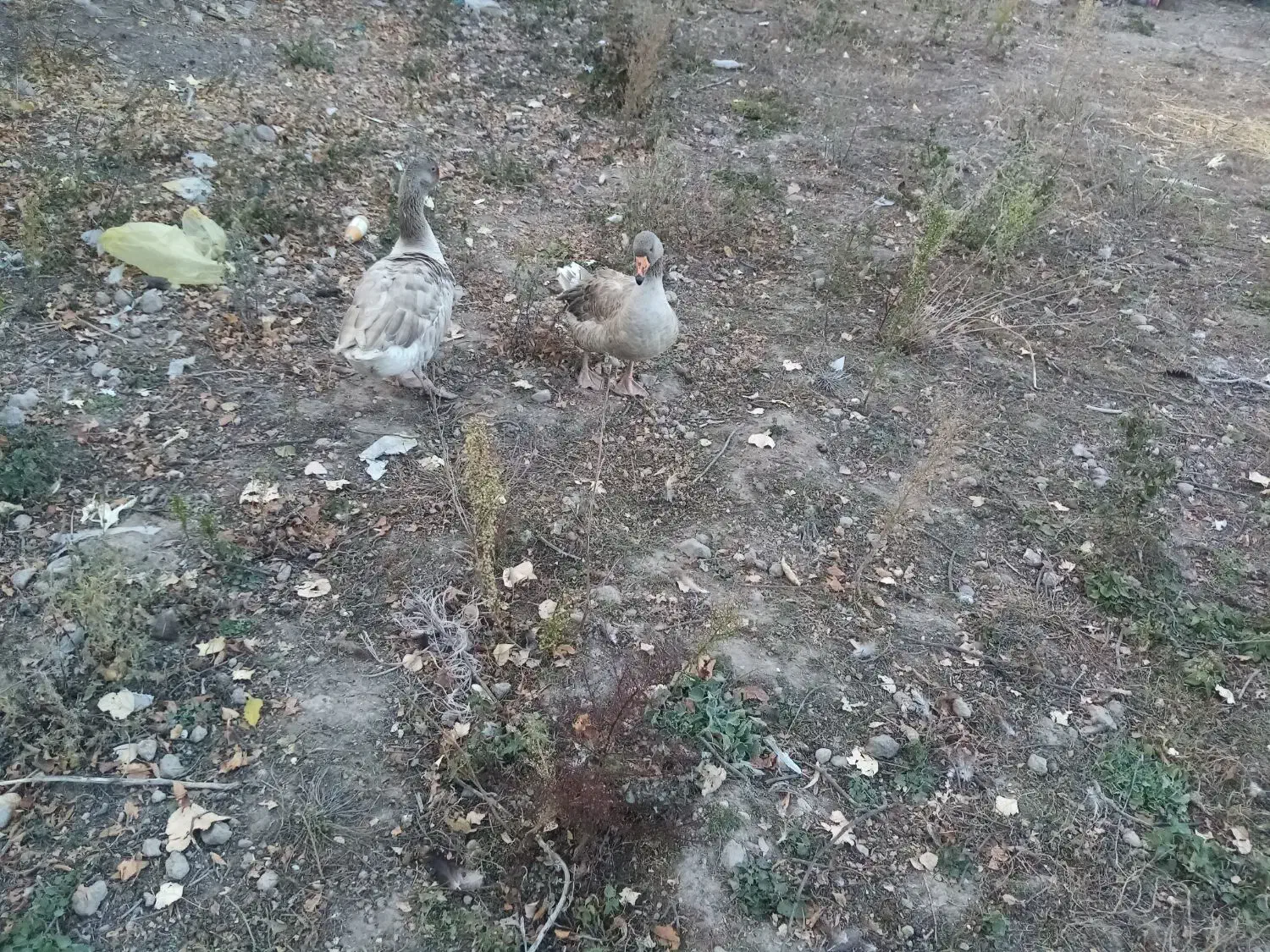 غاز محلی|حیوانات مزرعه|مشگین شهر, |دیوار