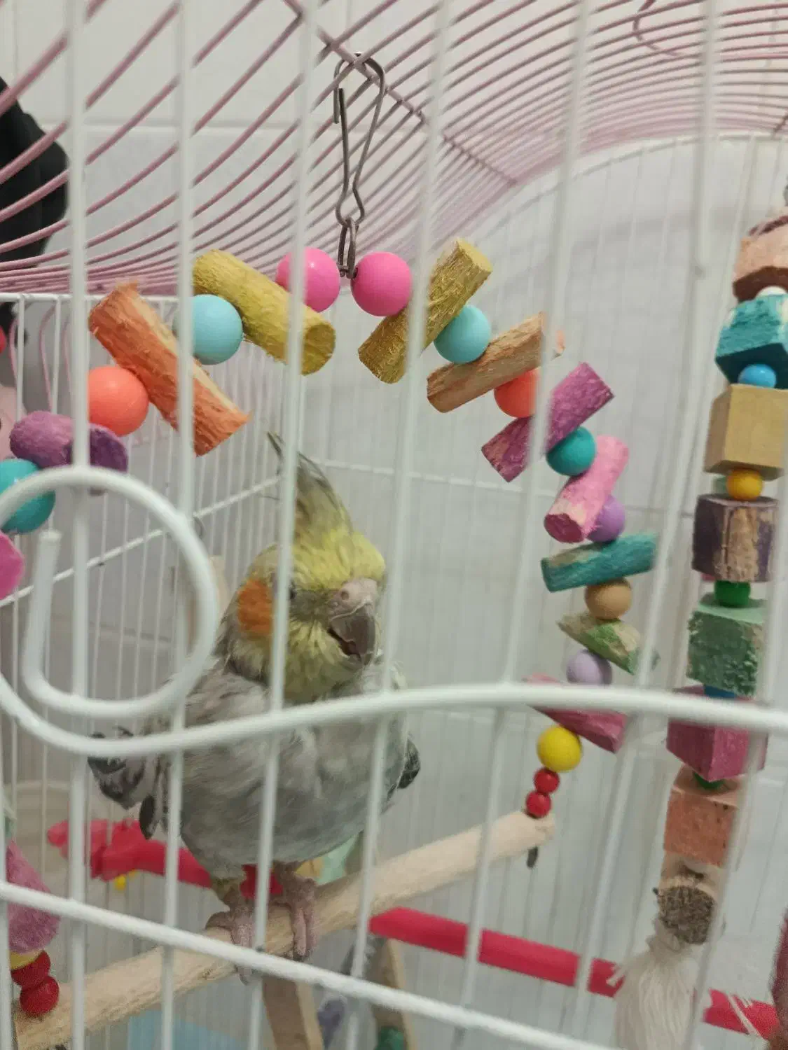 عروس هلندی نر و ماده|پرنده|ملایر, |دیوار