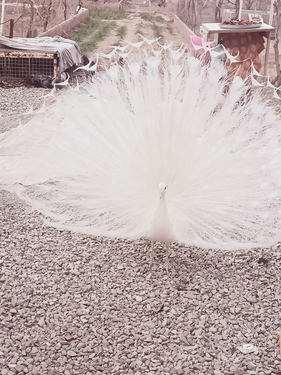 طاووس سفید|پرنده|محمدشهر, محمدشهر|دیوار