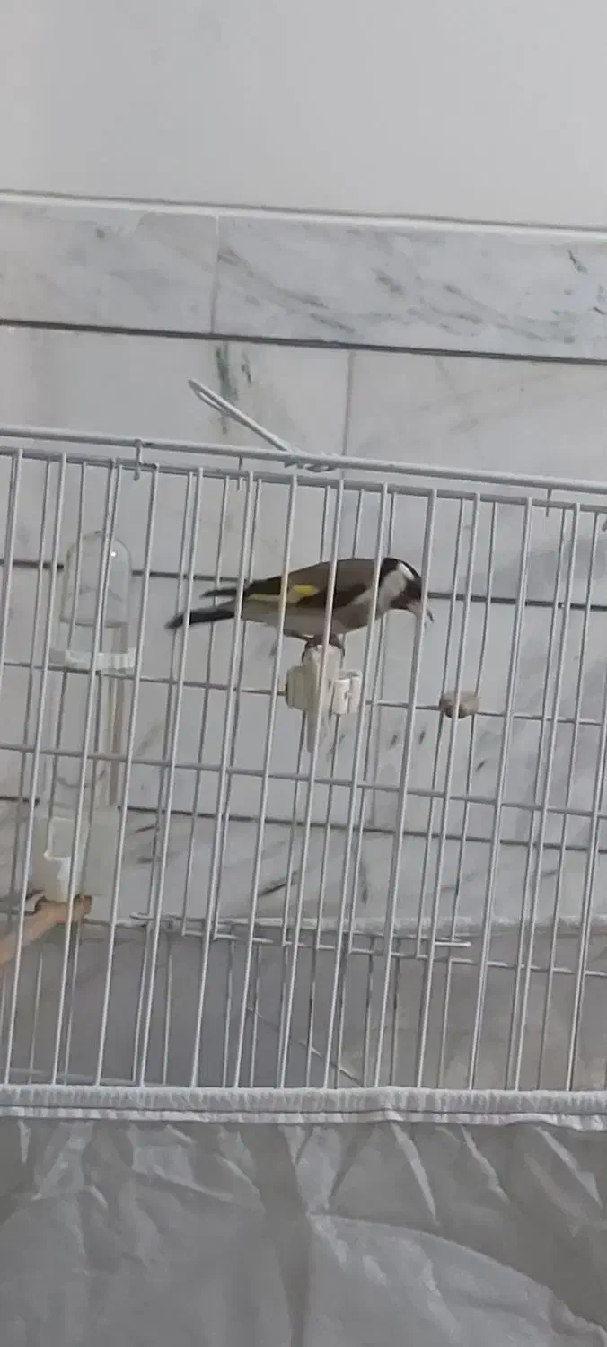 سهره اسطوره دهن لر|پرنده|کرمان, |دیوار