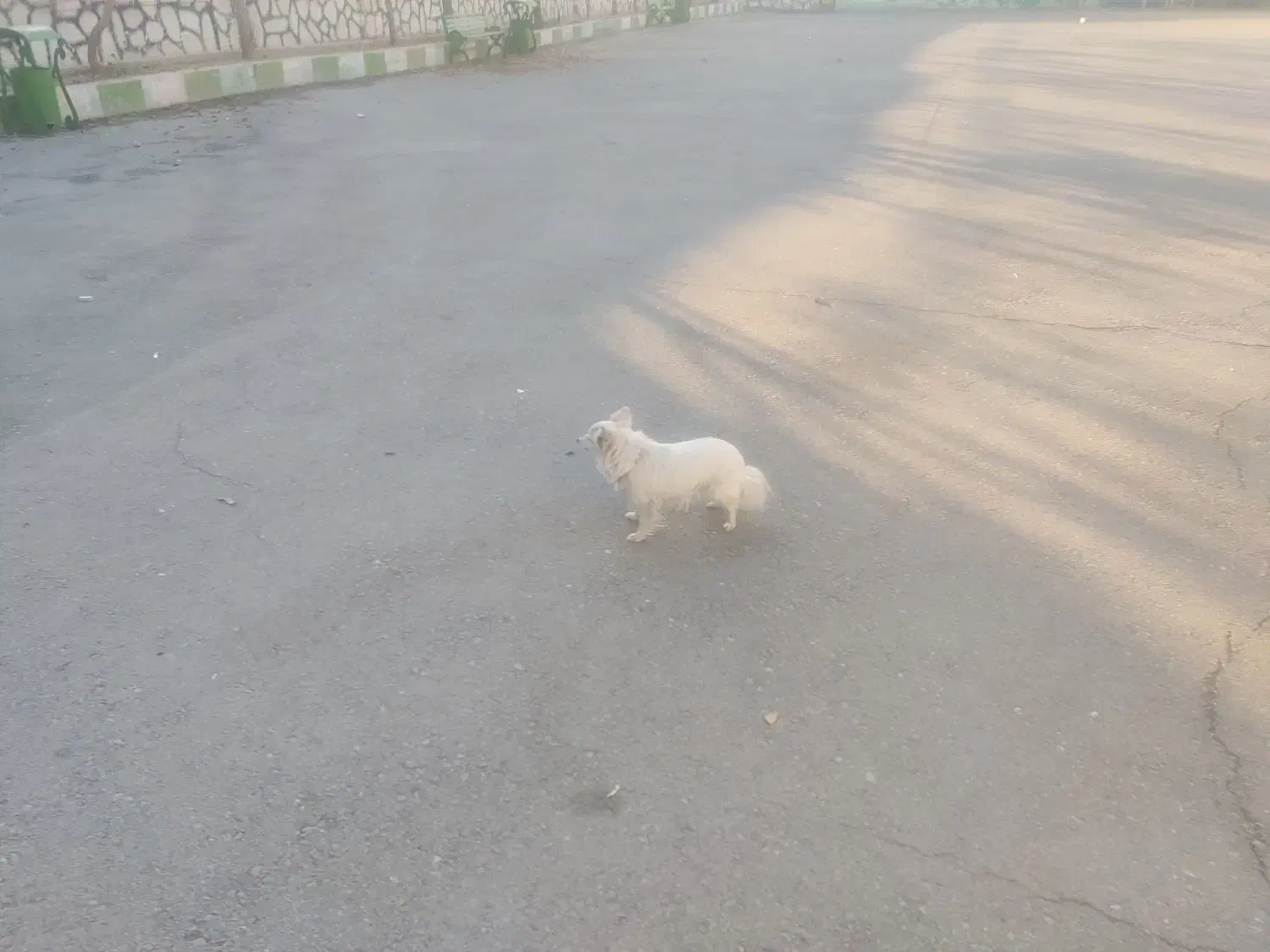 سگ پامر روباهی|سگ|اسدآباد, |دیوار