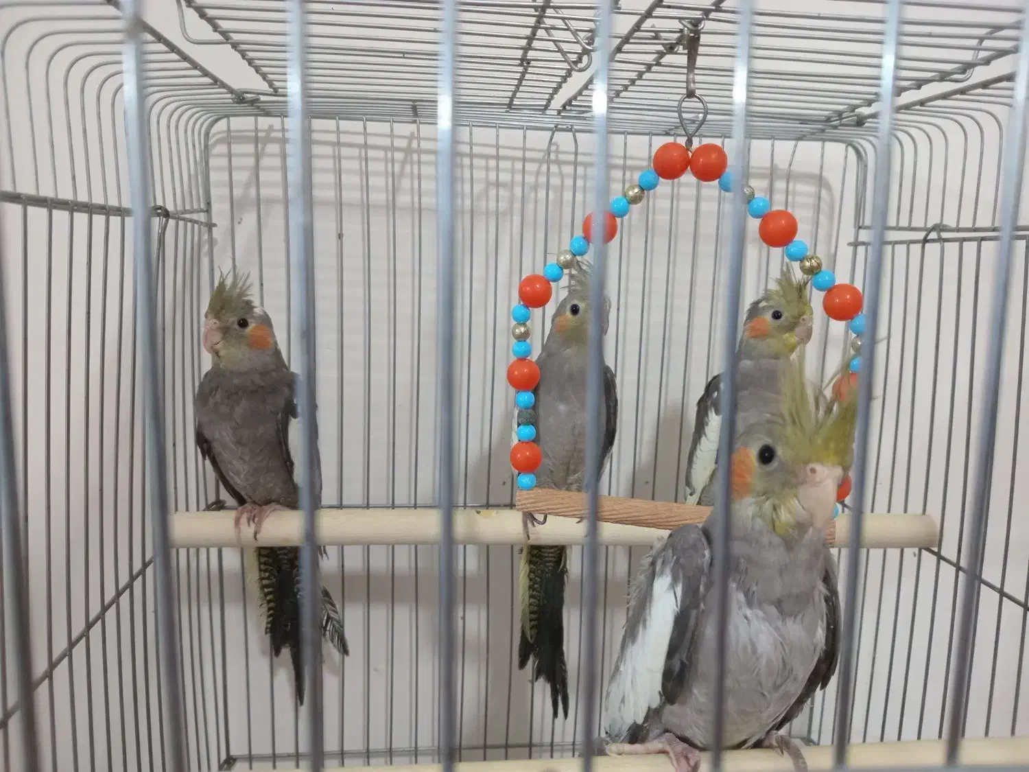 جوجه عروس هلندی|پرنده|کرج, کارخانه قند|دیوار