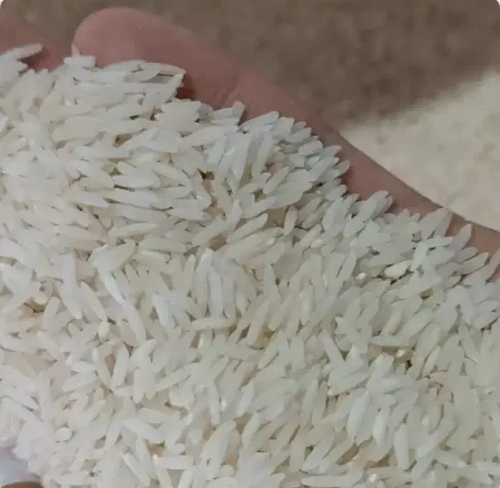 برنج صدری‌گرم (زرد دُم) ارگانیک|حراج|شفت, |دیوار