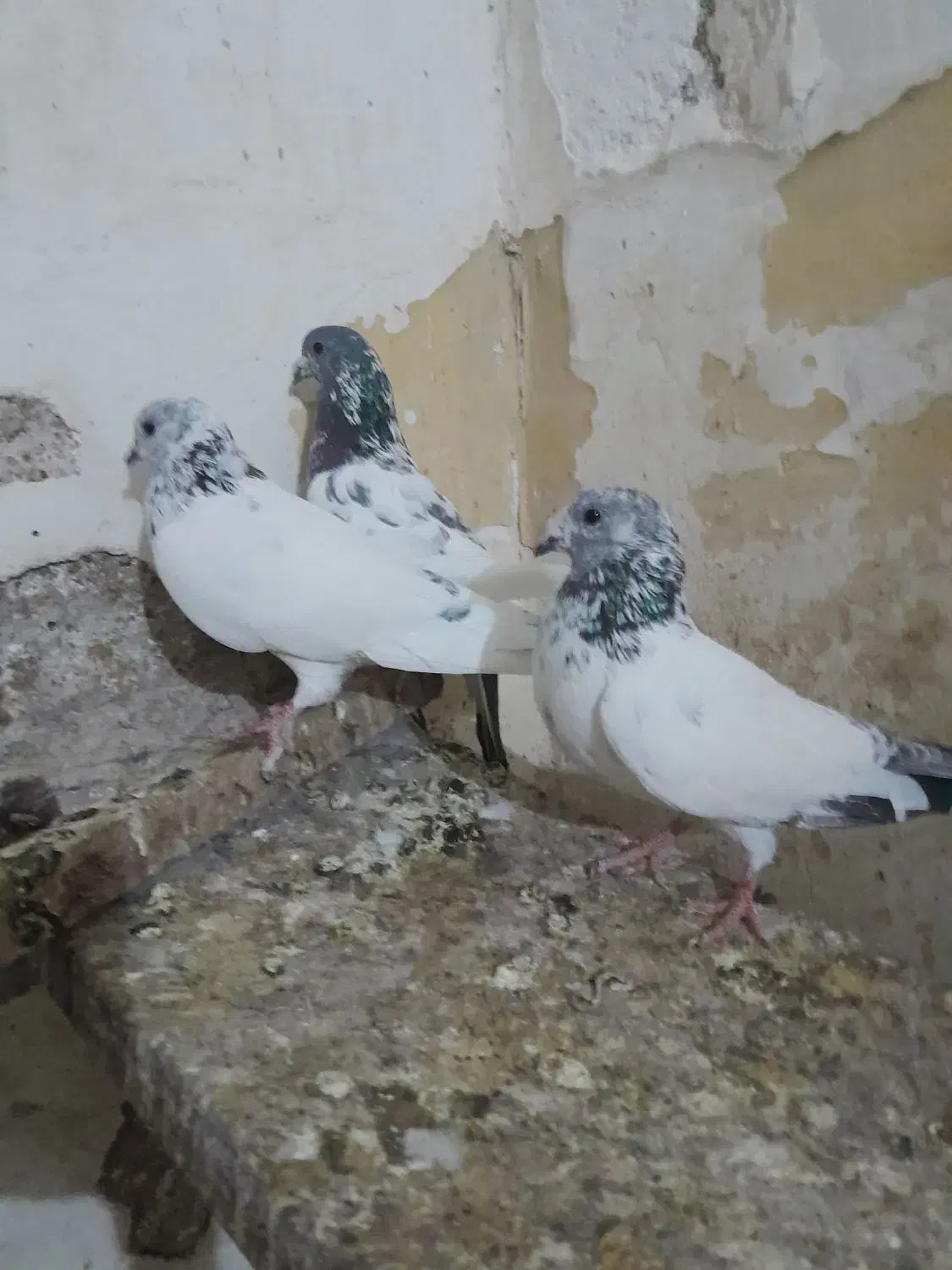 شیخ بحرینی ، اشعل|پرنده|بندر ماهشهر, |دیوار