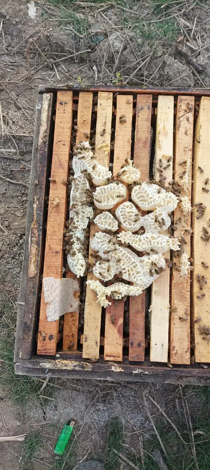 فروش عسل شان به صورت عمده و خرده..|خوردنی و آشامیدنی|مشگین شهر, |دیوار