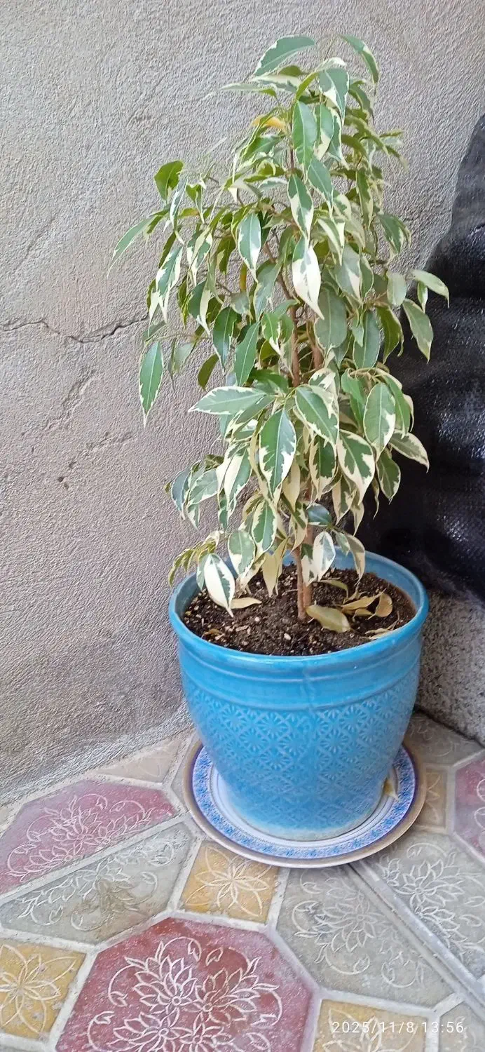 درختی|گل و گیاه طبیعی|سقز, |دیوار