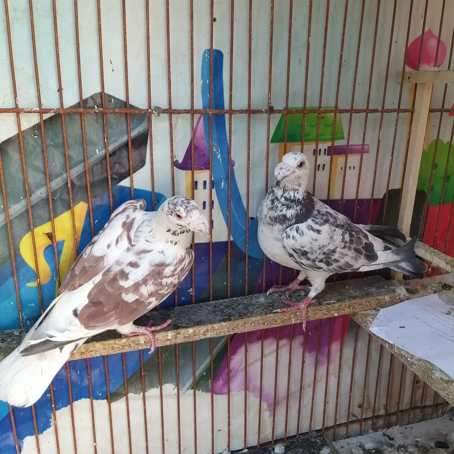 سوسکی،زرد،سینه|پرنده|مشهد, سرافرازان|دیوار