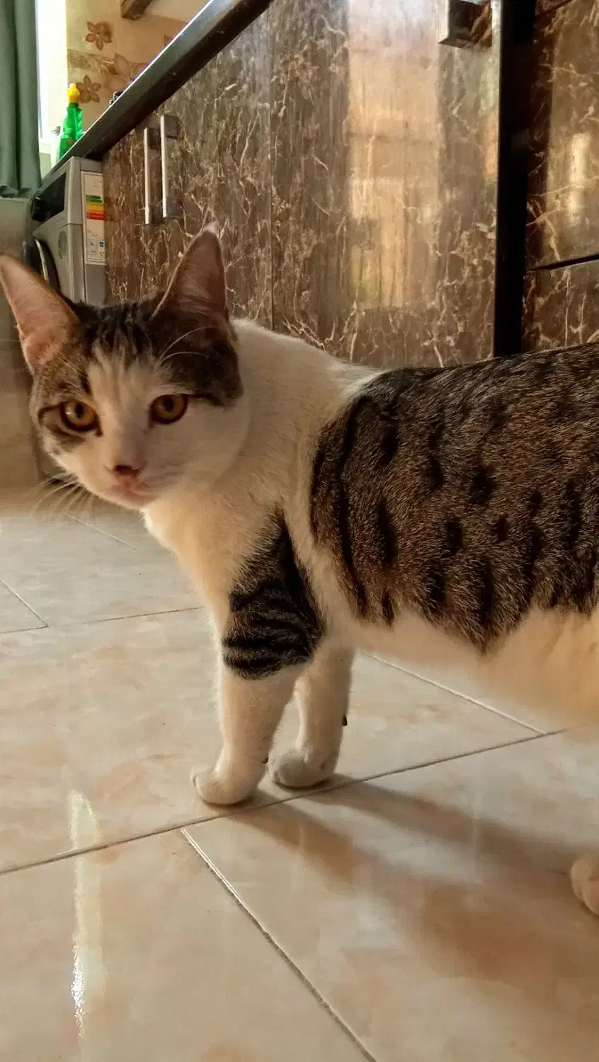 یک گربه.|گربه|مشهد, ایوان|دیوار