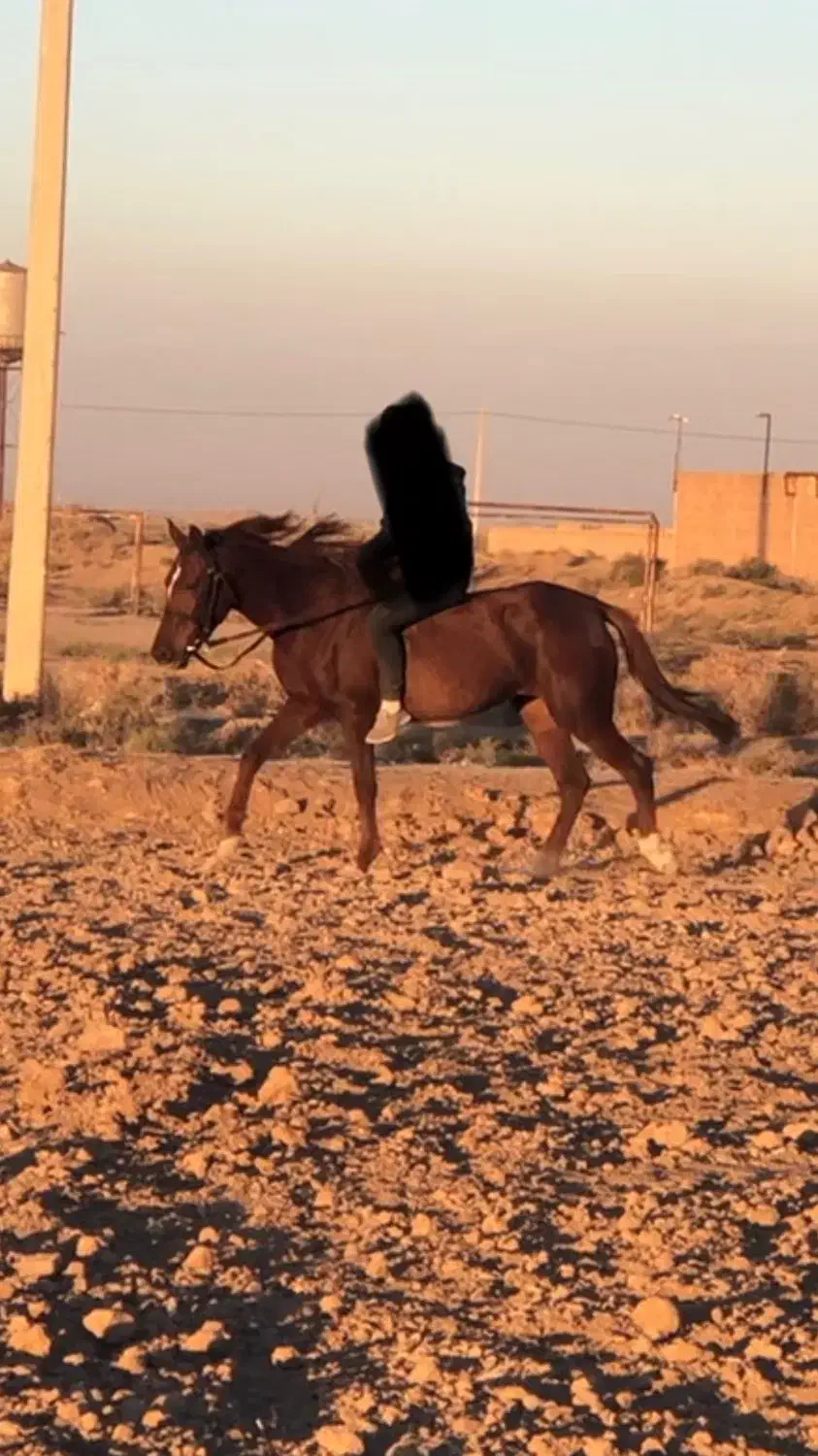 مادیون عرب ترکمن|اسب و تجهیزات اسب‌سواری|قزوین, |دیوار