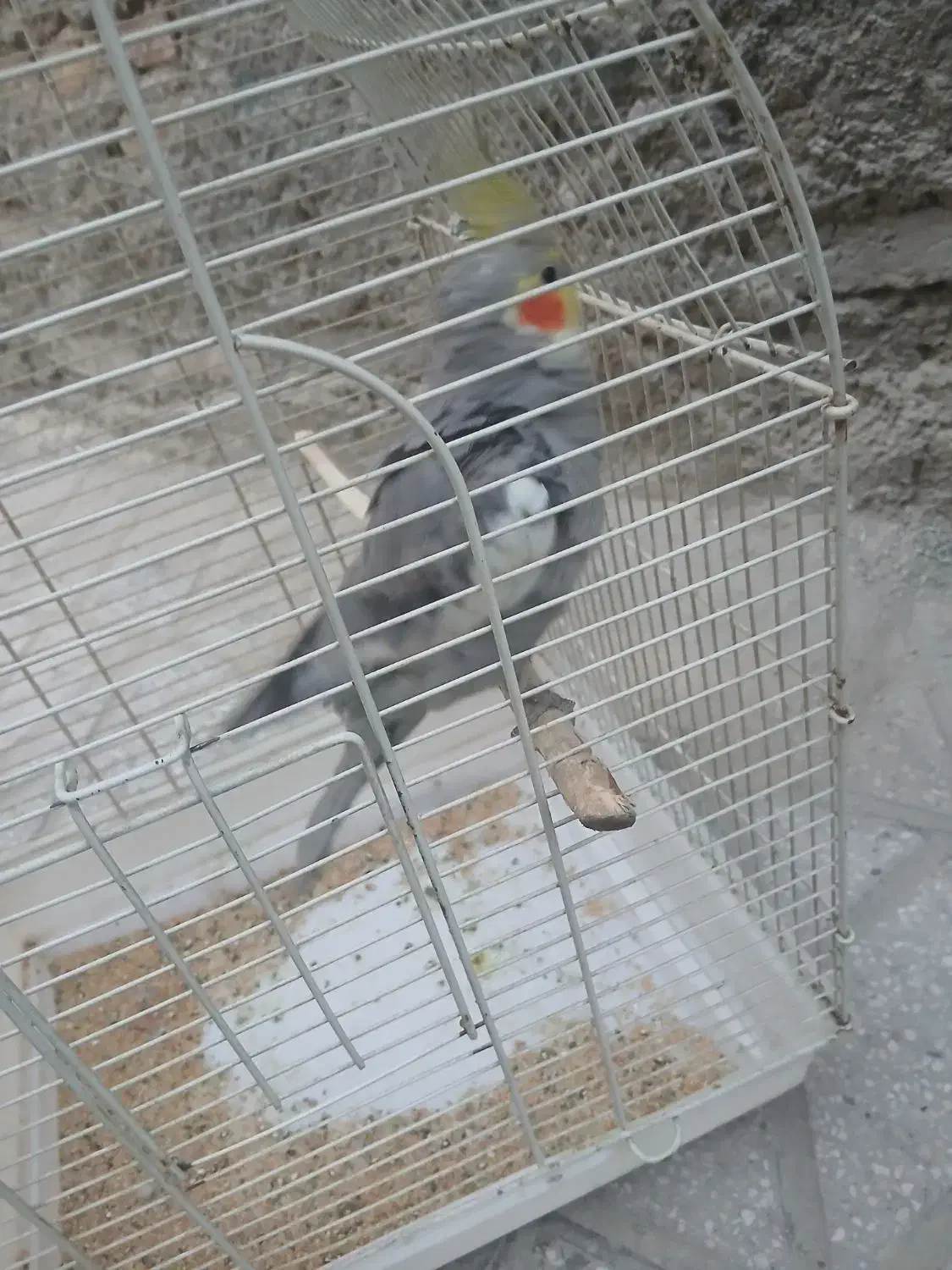 پرنده|پرنده|باقرشهر, |دیوار