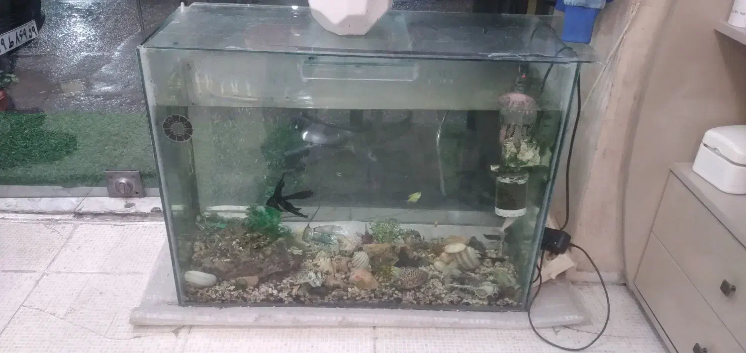 اکواریوم بزرگ با کلی وسیله و ماهی|ماهی|گرگان, |دیوار