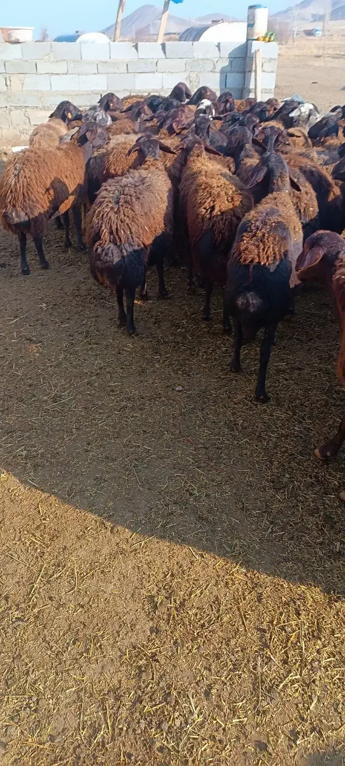 میش قزل|حیوانات مزرعه|سلماس, |دیوار