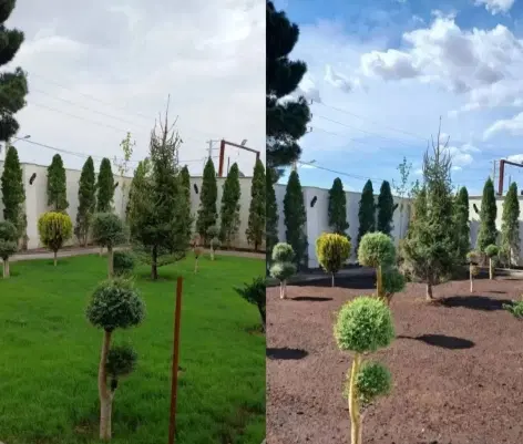 خدمات باغبانی هرسکاری گل کاری تعویض خاک گلدون|خدمات باغبانی و درختکاری|تهران, نیروی هوایی (پیروزی)|دیوار