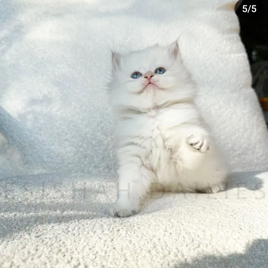 بریتیش نر شجره دار روس با کد خاص رنگی by1233|گربه|رشت, نیکمرام|دیوار