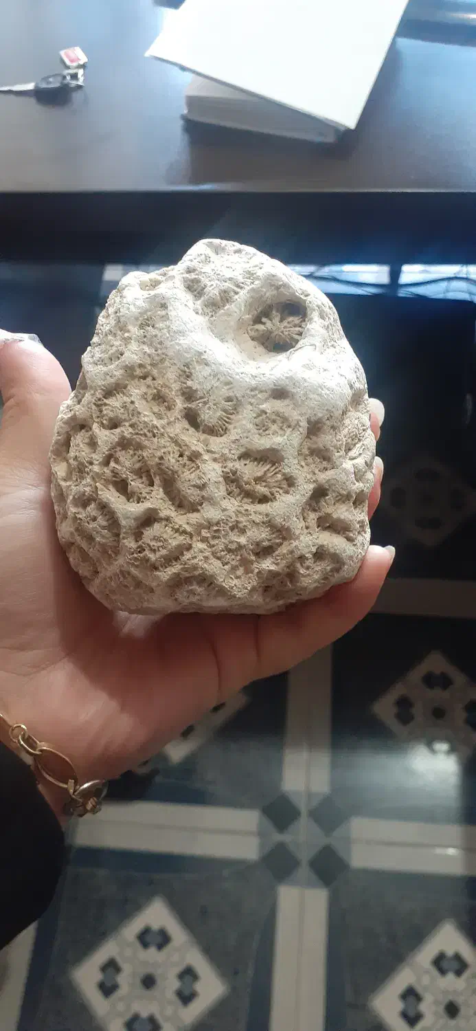 فسیل قدیمی|کلکسیون اشیاء عتیقه|خوی, |دیوار