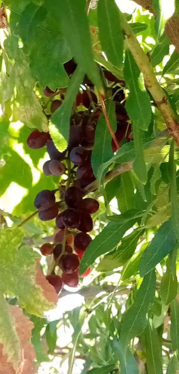 باغ|فروش دفتر صنعتی، کشاورزی، تجاری|اقلید, |دیوار