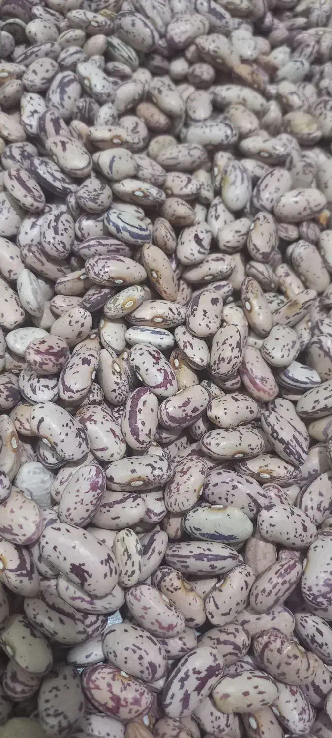 لوبیا چیتی درجه یک|خوردنی و آشامیدنی|قم, خندق|دیوار