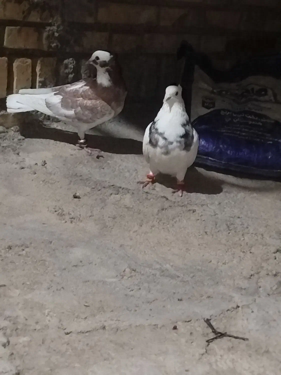 باسلام ۳عدد کفتر برای فروش باهم هستن|پرنده|شوشتر, |دیوار