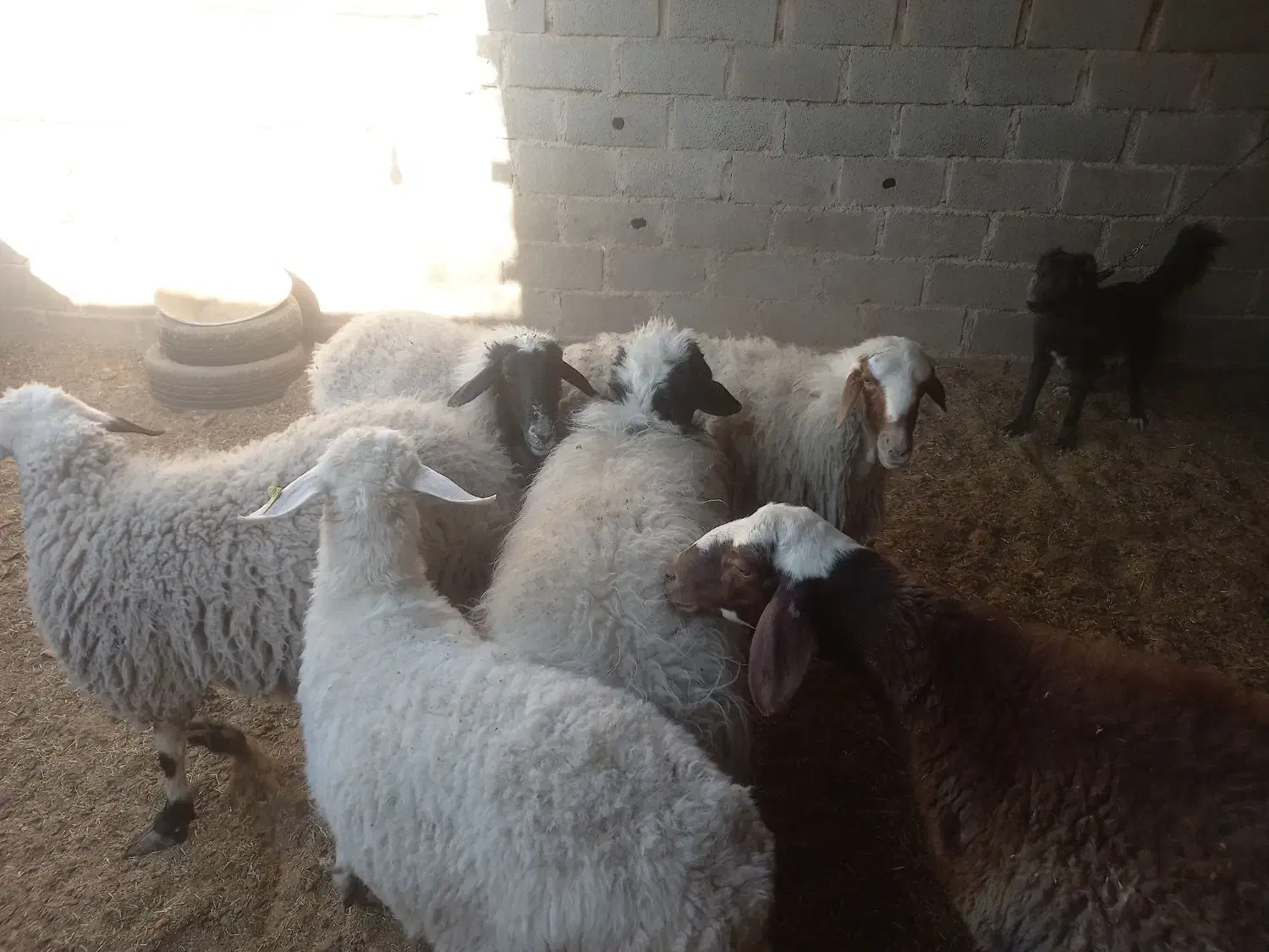 میش چاق|حیوانات مزرعه|یزد, |دیوار