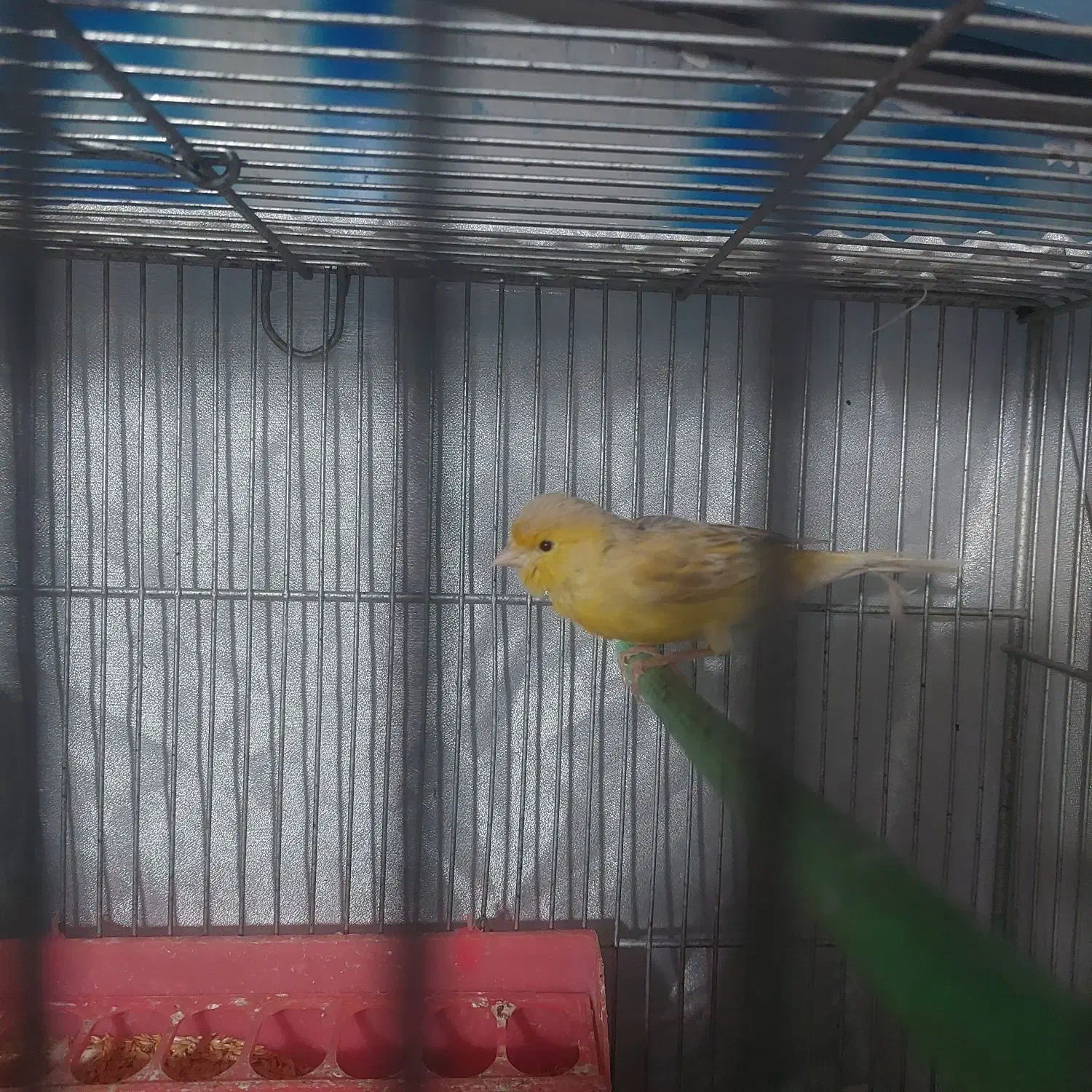 قناری ماده|پرنده|گلستان (تهران), |دیوار