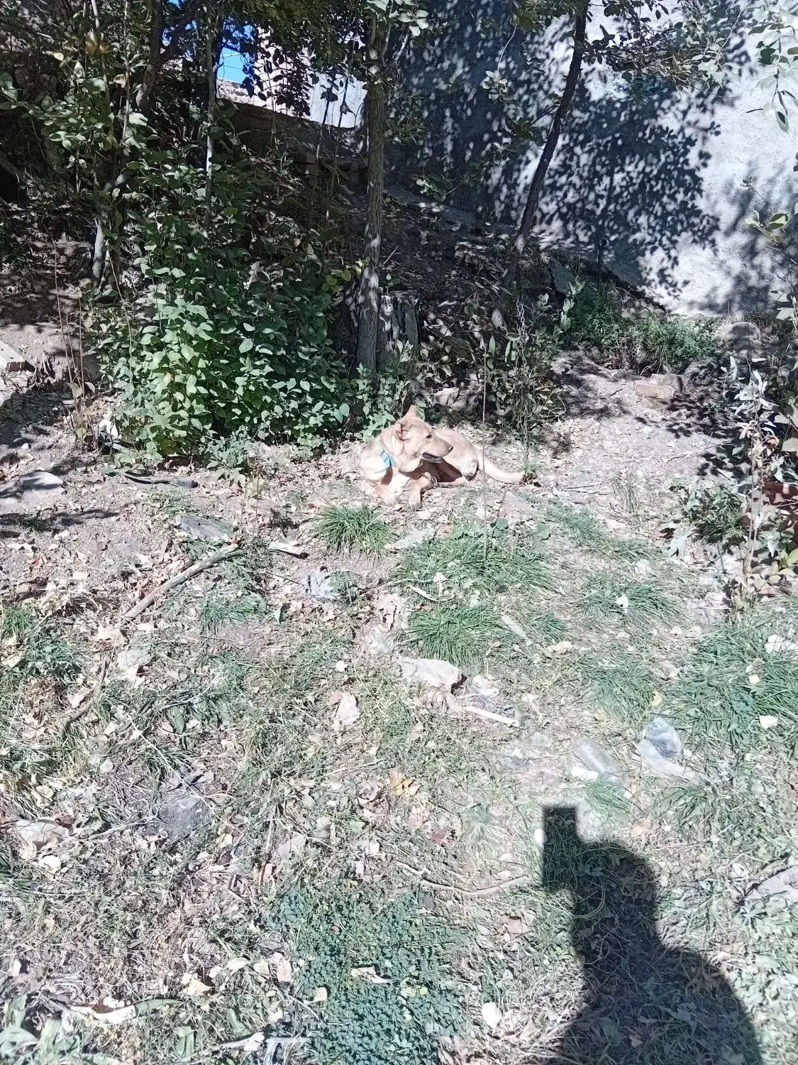 ماده|سگ|ایجرود, |دیوار