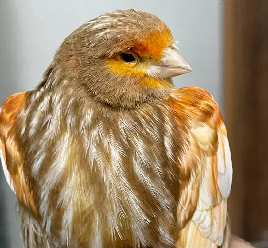 قناری کلاستر  فائو کبالت|پرنده|تهران, پامنار|دیوار