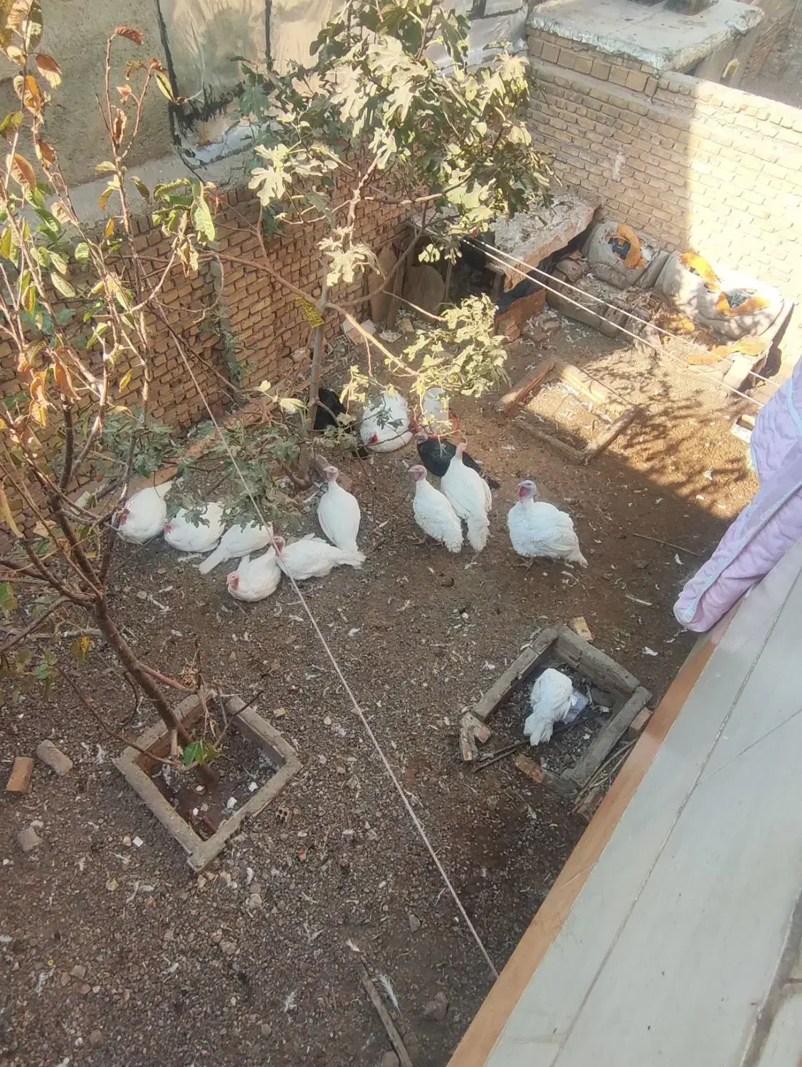 بوقلمون بیوتی خانگی ارگانیک|حیوانات مزرعه|قزوین, |دیوار