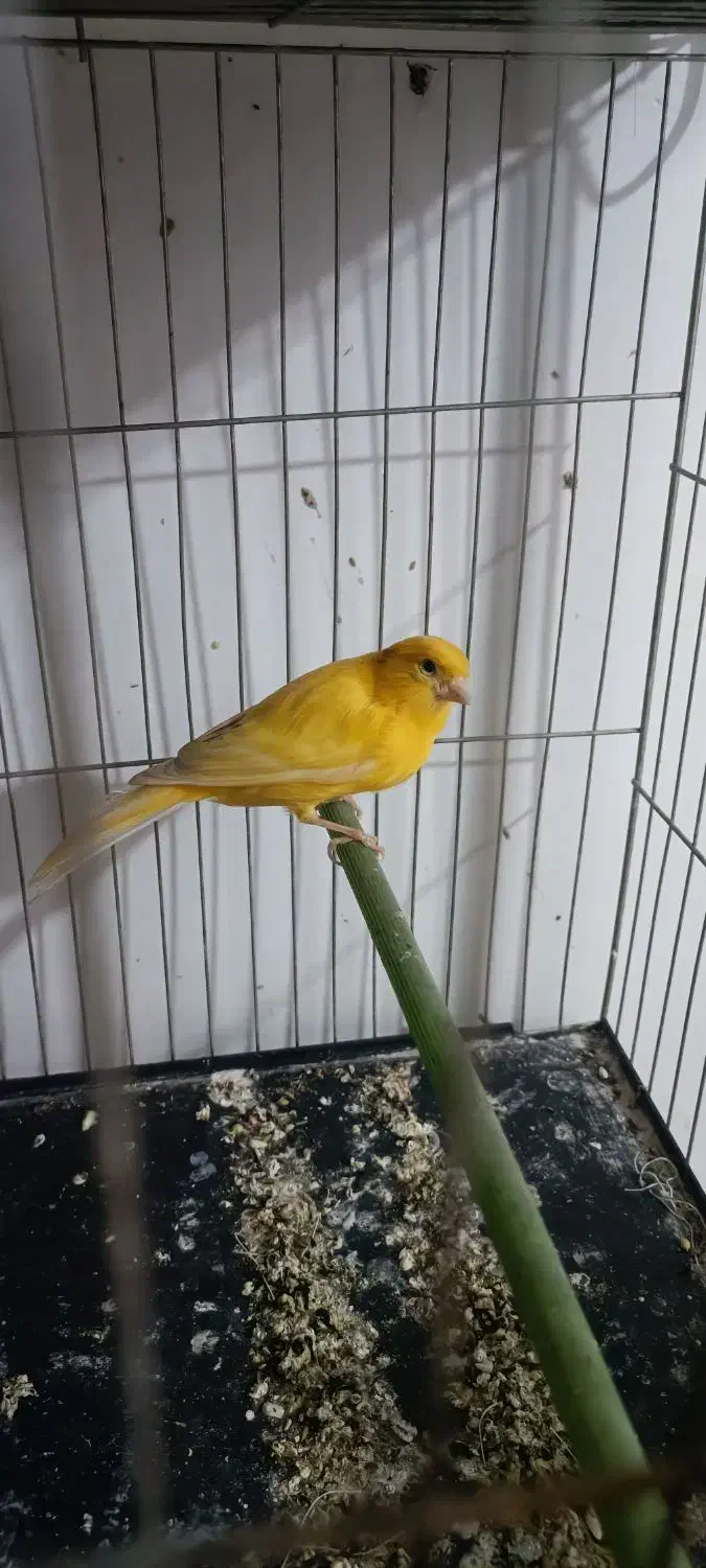 قناری ماده|پرنده|پاکدشت, پاکدشت (مامازند)|دیوار