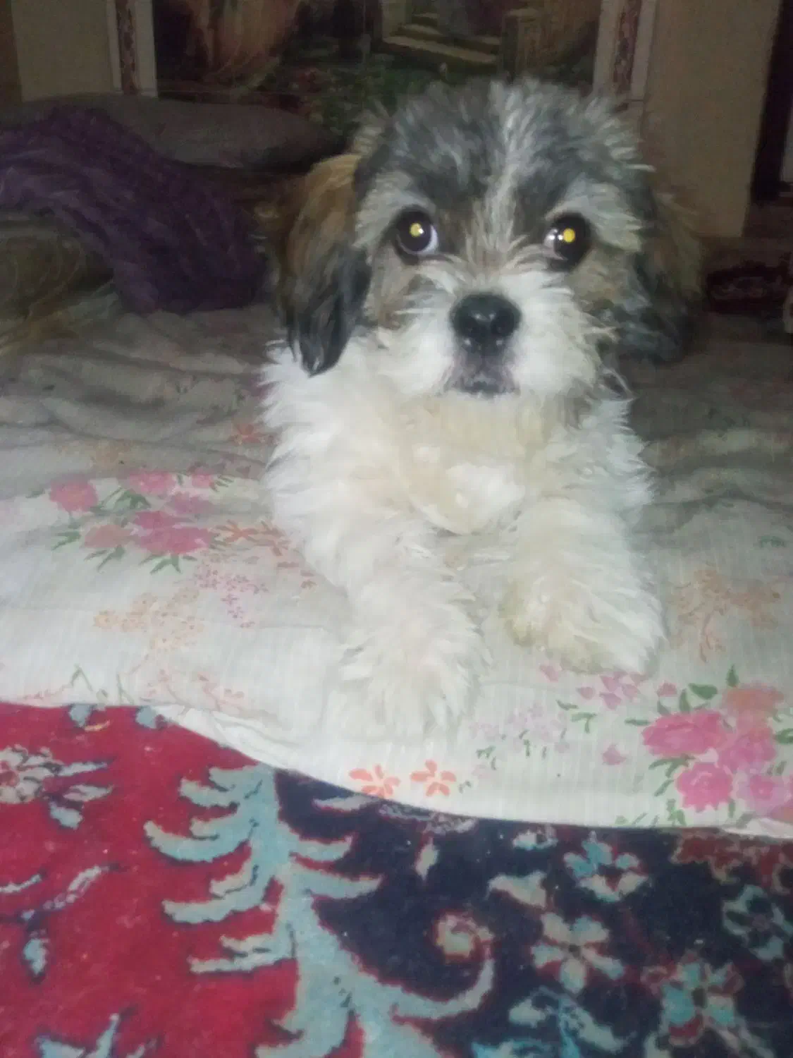 سگ شیتزو نر ۷ ماهه شناسنامه دارد واکسن خورده|سگ|شیراز, آبیاری|دیوار