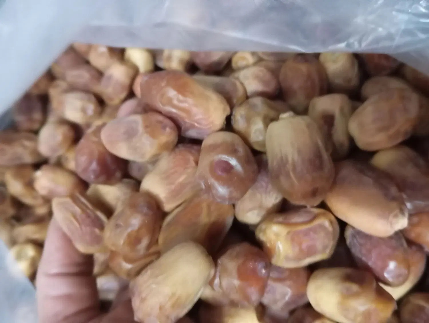 خرما|خوردنی و آشامیدنی|بهبهان, |دیوار