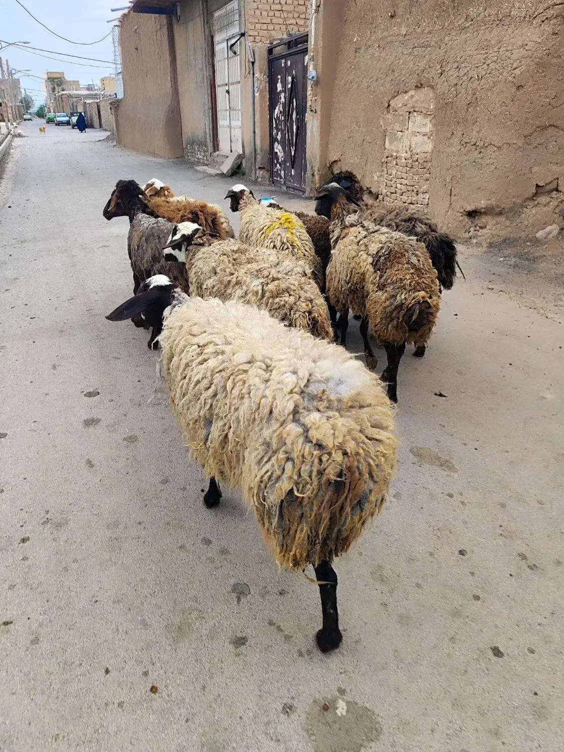 تپل و جوان بره|حیوانات مزرعه|کرج, کرج نو|دیوار