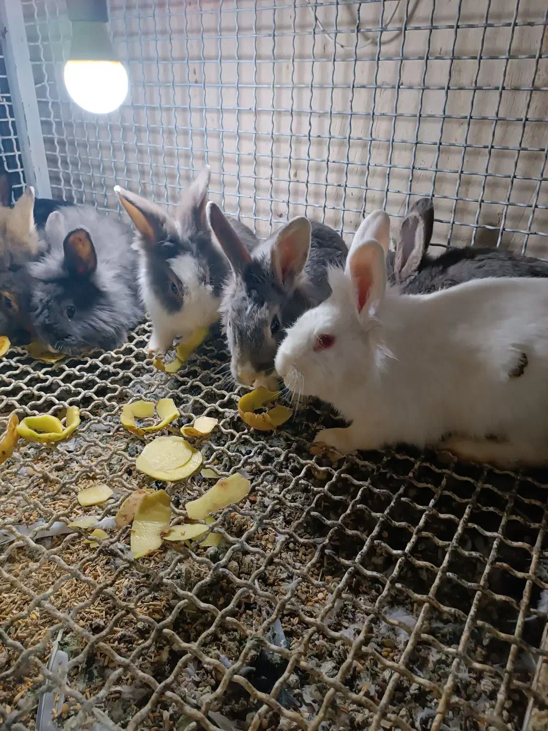 خرگوش|موش و خرگوش|میاندوآب, |دیوار