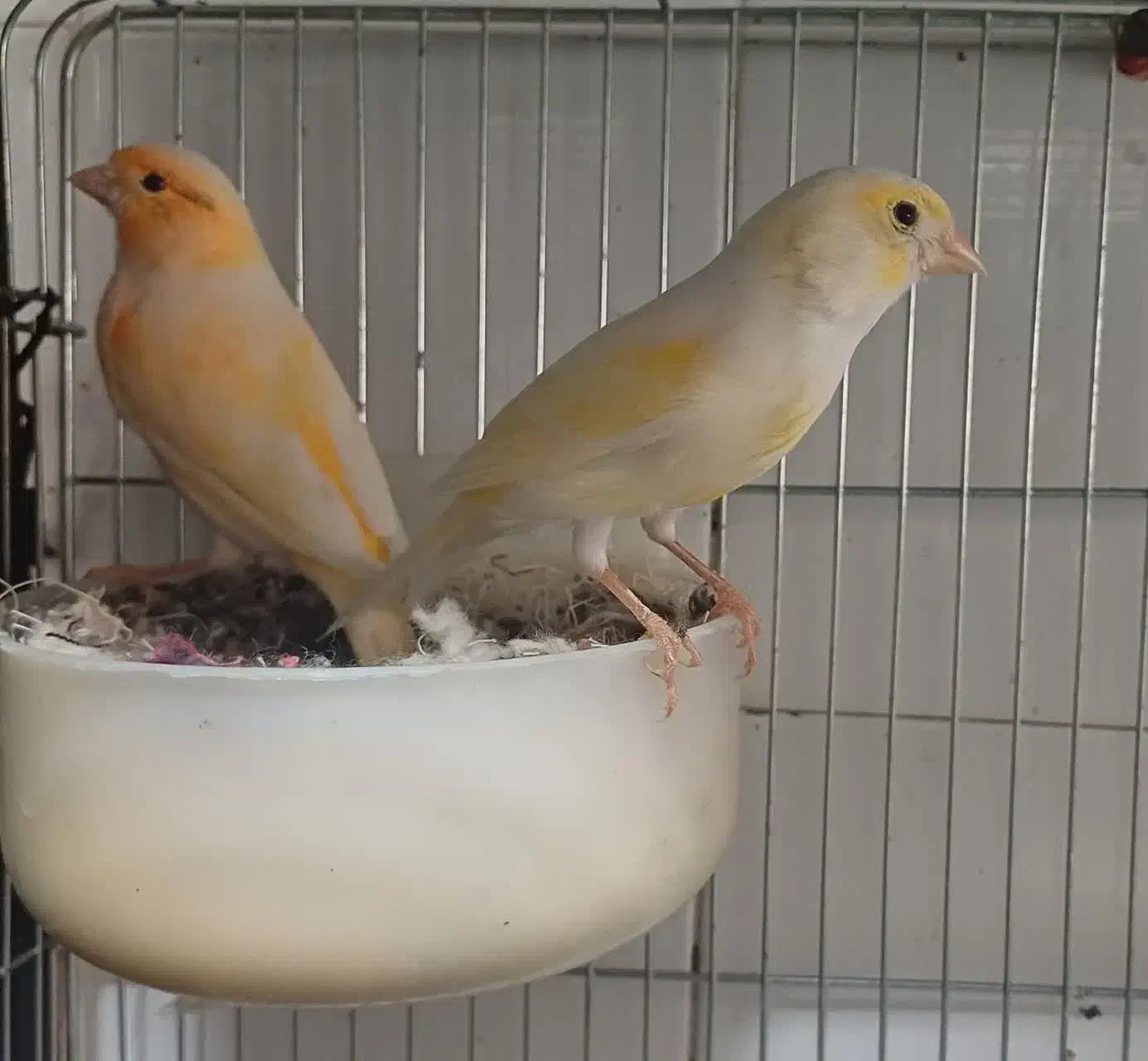 قناری رنگ روشن نو جفت جوان|پرنده|شاهینشهر, کوی مهدیه|دیوار