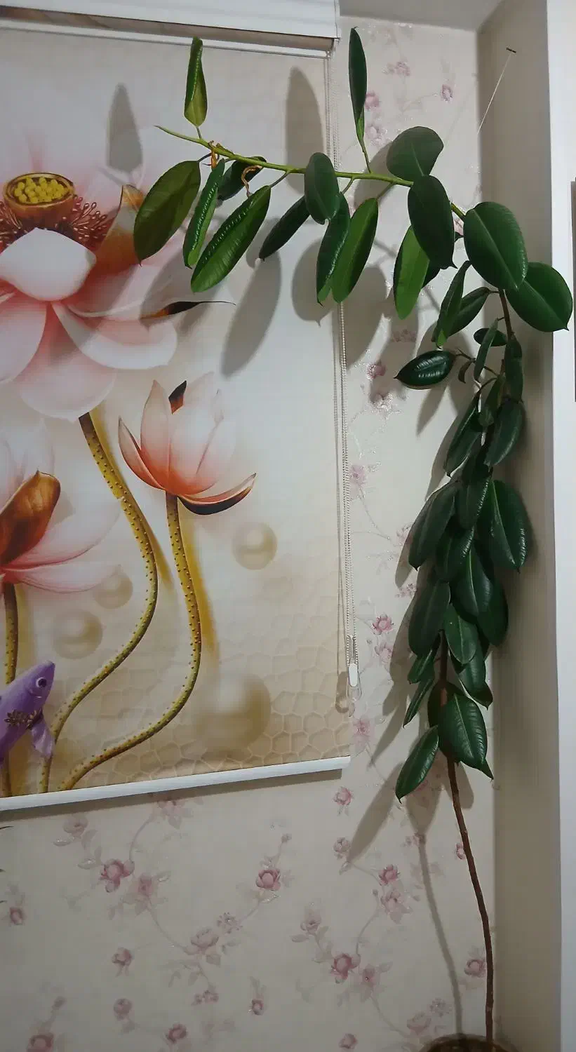 گل آپارتمانی|گل و گیاه طبیعی|فردیس, فردیس|دیوار