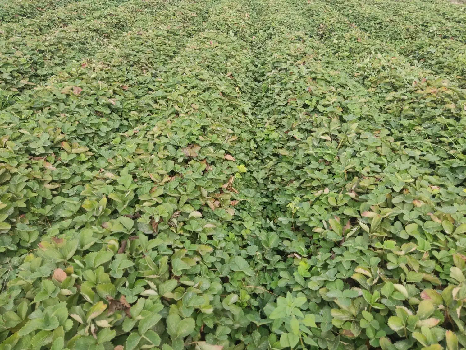 نهال توتفرنگی سابرینا|گل و گیاه طبیعی|دلند, |دیوار