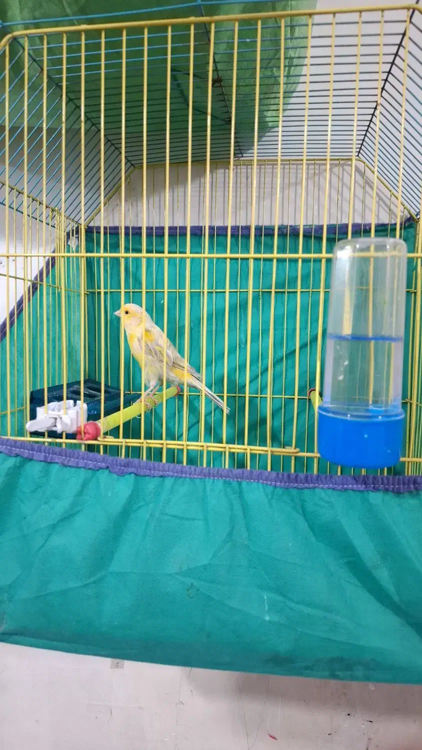 قناری|پرنده|آبادان, |دیوار