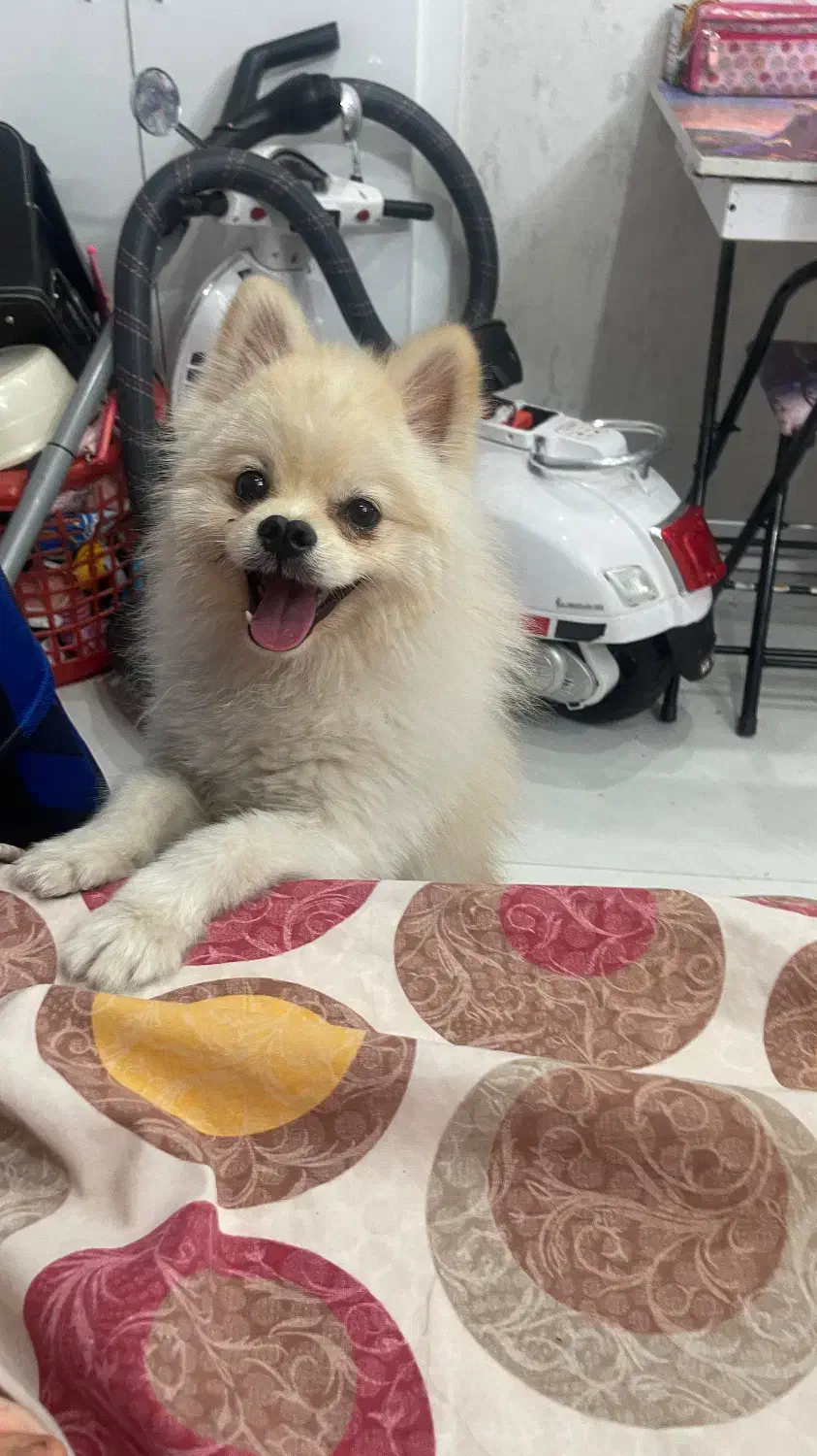 سگ پامر سفید شیری|سگ|اصفهان, خانه اصفهان|دیوار