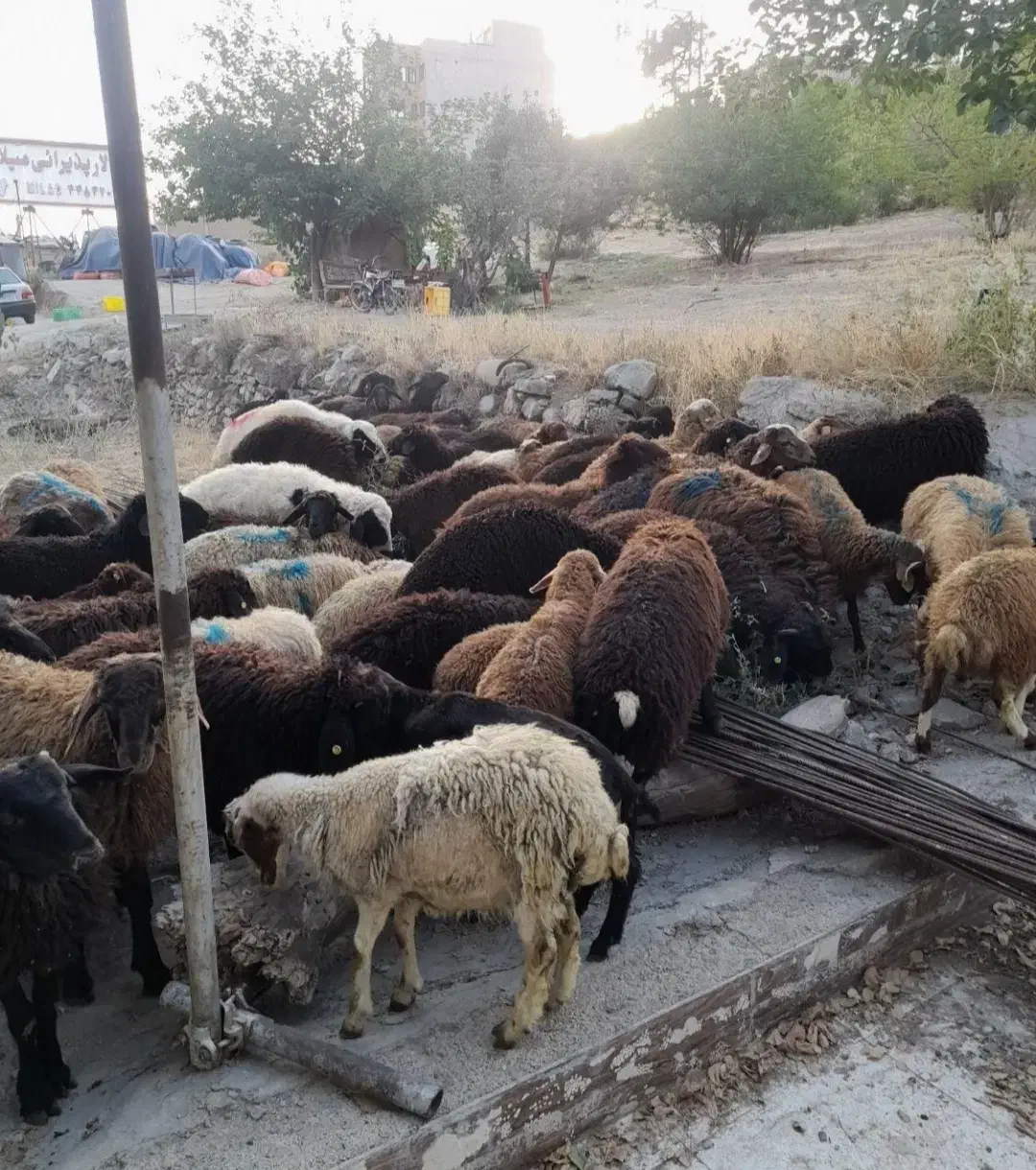 گوسفند گله گرد کم چربی به ضمانت مرجوعی وخونی|حیوانات مزرعه|مشهد, نوید|دیوار