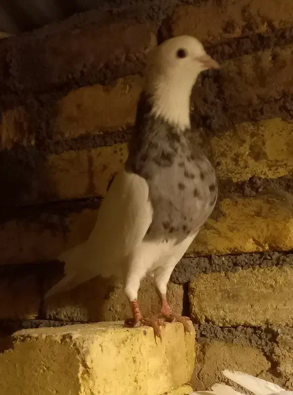 طوقی غریب گیر امشب|پرنده|کنگاور, |دیوار